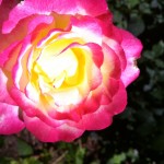 Double Delight of Beauty and Friendship