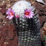 Summer peace cactus