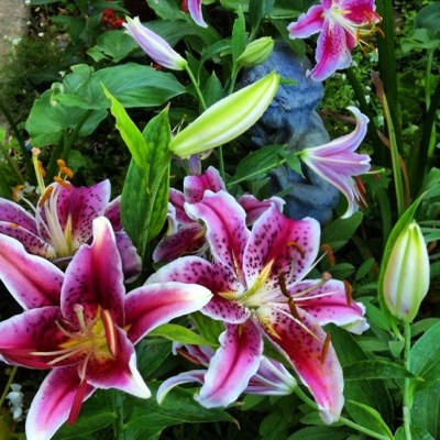 Stargazer lilies in my garden
