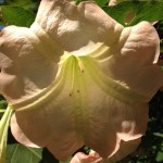 Angel Trumpet tree