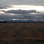 fields in Davis, CA
