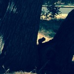 squirrel solitude
