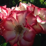 Rose Colored Memories