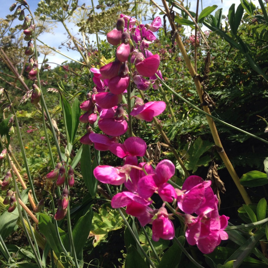 wild sweet pea flowers