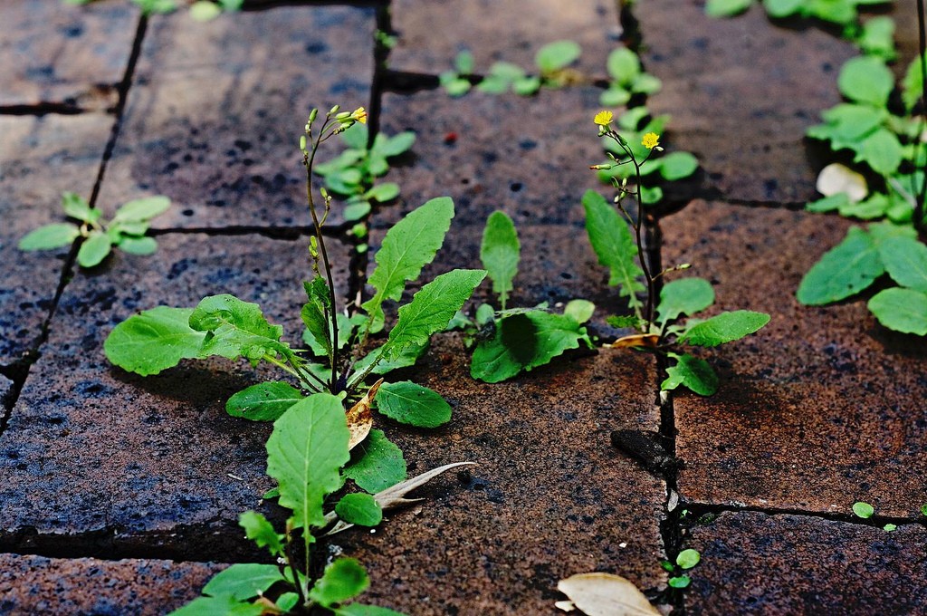 weeds growing in cracks