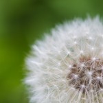 Parents, Did You Teach Your Children To Weed?