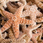 Soledad O'Brien, You Made A Difference To One Starfish Last Week