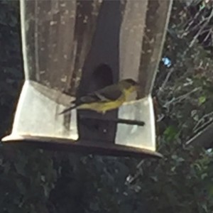 birds at feeder