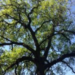 All That Glorious, Temporary Stuff: Poetry By Mary Oliver