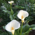 Top Tips For Creating The Perfect Small Family Yard