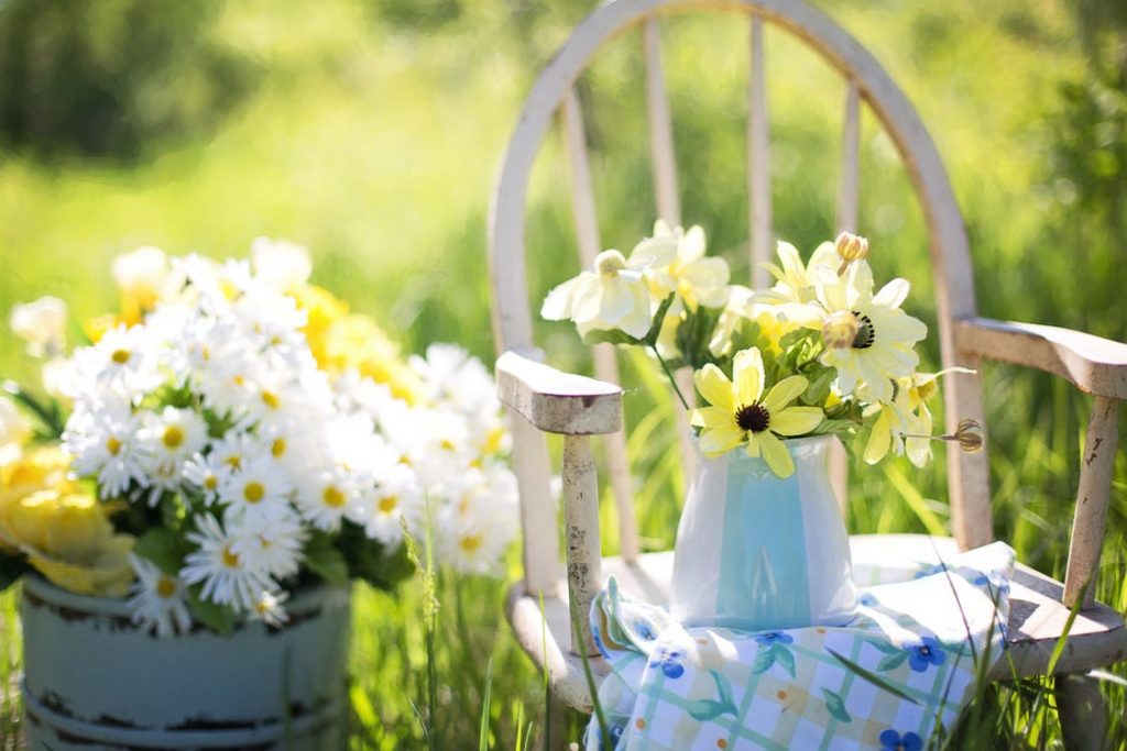 gardening daisies