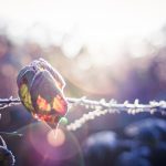 gratitude training