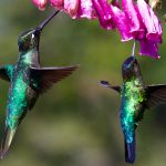 As The Nest Empties...again