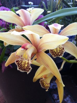 yellow orchid flowers - mamawolfe