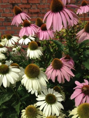 University of Puget Sound flowers