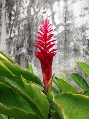 flower of Nicaragua
