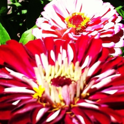 summer zinnias