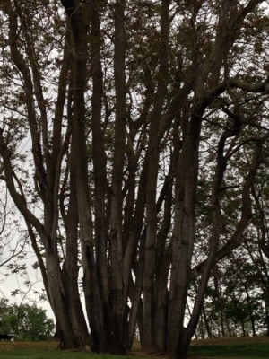 UC Davis Arboretum trees