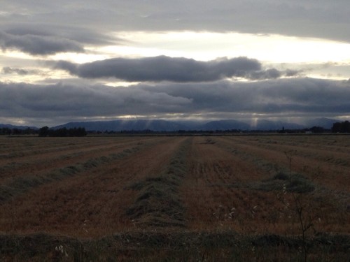 fields in Davis, CA