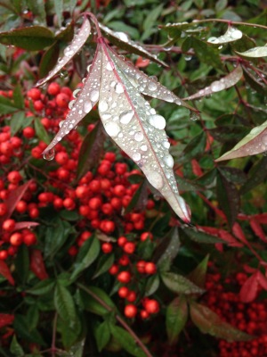 Raindrops on red