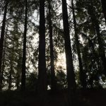 Silence Is Not An Absence Of Sound - Reflections on Gordon Hempton