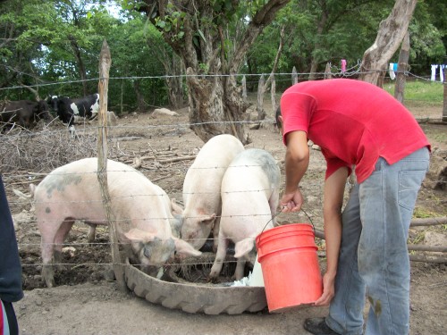 Nicaragua pig farmer