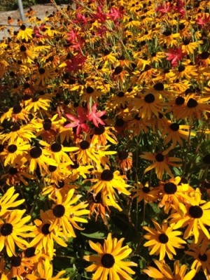 Willamette flowers