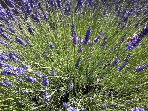 Lavender in Oakland, California