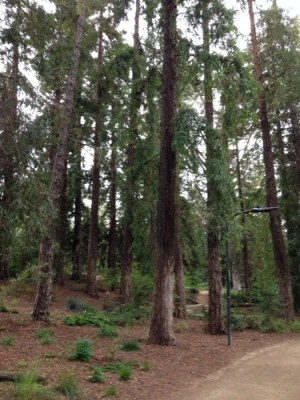 Redwood Grove in the UC Davis Arboretum