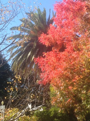 fall trees in California