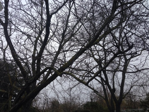 bare branches